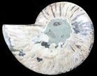 Polished Ammonite Fossil (Half) - Agatized #64998-1